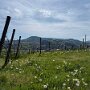 Halters Obst- und Rosenpfad Oberkirch