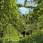 Halters Obst- und Rosenpfad Oberkirch
