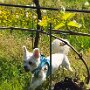 Halters Obst- und Rosenpfad Oberkirch