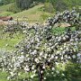 Halters Obst- und Rosenpfad Oberkirch