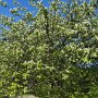 Halters Obst- und Rosenpfad Oberkirch