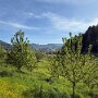 Halters Obst- und Rosenpfad Oberkirch