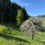Halters Obst- und Rosenpfad Oberkirch