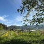 Halters Obst- und Rosenpfad Oberkirch