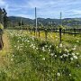 Halters Obst- und Rosenpfad Oberkirch